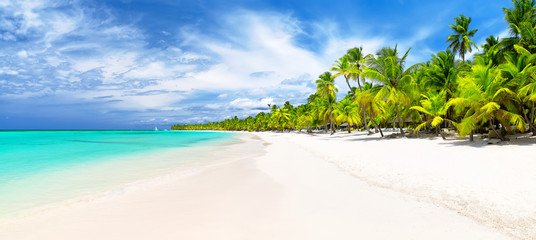 Coconut Palm trees on white sandy beach in Caribbean sea.