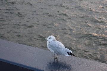 Seagull on harbour beside the water at sunset