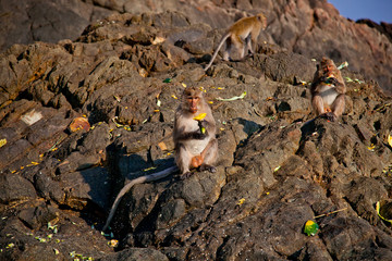 Monkey family on the rock coast with bananas and other fruits 