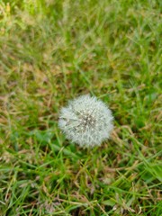 dandelion seed head