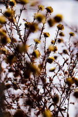 Wild flowers and stems of dry dead grass under the sun form dynamic composition.