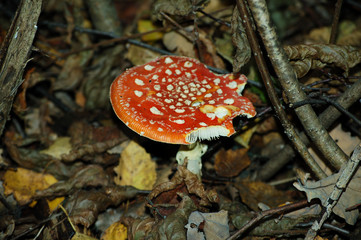fly agaric mushroom close up