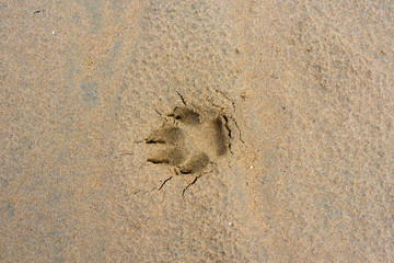 Dog footprints on a wet sandy beach with copy space for text.