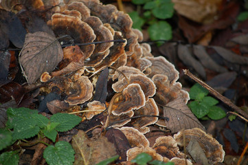 mushroom on the tree close