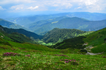 Fototapeta na wymiar Summer landscape with blooming pink rhododendron flowers. Marmarosy ridge with hills, trails and peaks on the horizon. Popular place for tourism. Carpathian Mountains, Ukraine