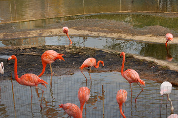 pink flamingos group on the pond