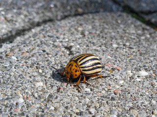 A single Colorado beetle on a stone surface
