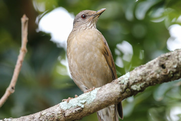 robin on a branch