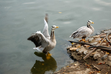 two geese on the lake