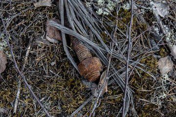 old rusty nail laying on the ground in the woods. Traces of civilization in the wild