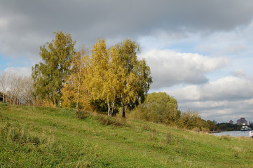 Obraz premium yellow orange autumn trees