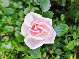 pink rose in garden