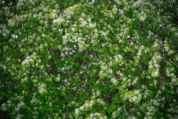 Fototapeta na wymiar apple tree in white flowers and yellow buds