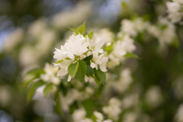 apple tree in white flowers and yellow buds