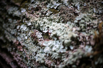 lichen on tree bark