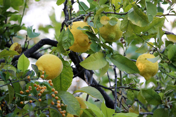 Ripe lemons on a lemon tree (Citrus limon)