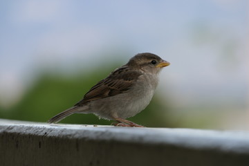 Side portrait of a young sparrow, the baby is only a few weeks old