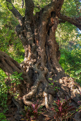 Tree spreading its branches and leaves with a blue sky background