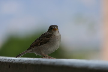 Curious look of a young sparrow in close-up
