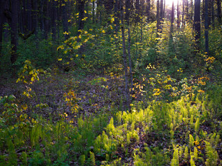 Fototapeta na wymiar The sun shines through the forest at sunset