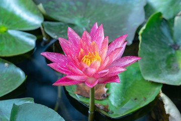 Horizontal photo of the flower called sacred lotus surrounded by water lilies
