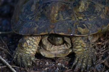 Fototapeta premium galapago