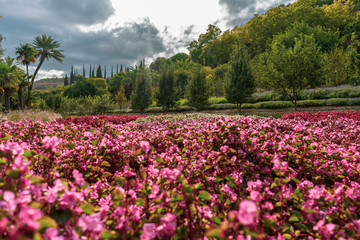 Field of pink and red flowers on a cloudy day