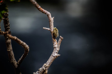 abeja