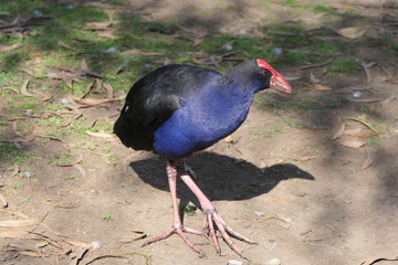 Pukeko or purple swamp hen,  chicken-sized bird belonging to the family Rallidae