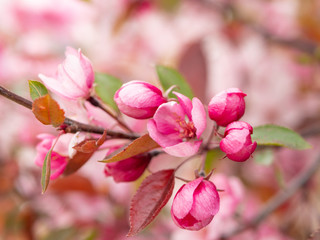 Fototapeta premium Decorative apple tree with pink flowers
