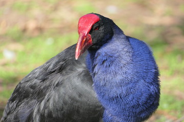 Close-up of head, beak and blue-black plumage of the purple swamphen, also called pukeko