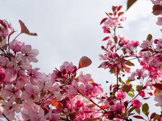 Decorative apple tree with pink flowers