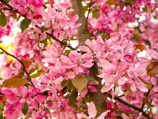 Decorative apple tree with pink flowers