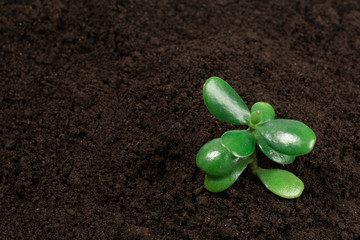 Young green sprout in the ground.