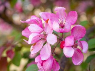 Fototapeta na wymiar Decorative apple tree with pink flowers
