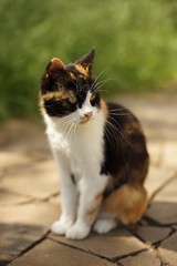 Naklejka na ściany i meble Cute tricolor cat with fluffy long vibrissa or mustache sits in