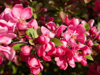 Decorative apple tree with pink flowers