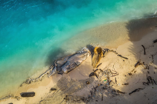 Aerial view of the sperm whale skeleton laying on the shore of uninhabited island Bilang Bilangan, Borneo, Indonesia. The wale was killed probably by the fishermen using dynamite for fishing.