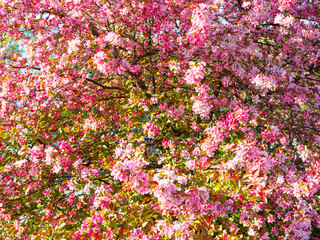 Decorative apple tree with pink flowers