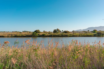 landscape with lake and flowers