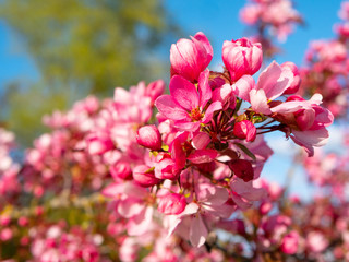 Decorative apple tree with pink flowers