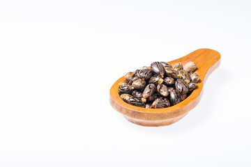 castor beans isolated on white background