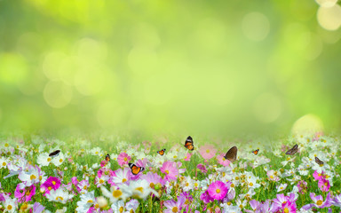Obraz na płótnie Canvas flower Leaf background bokeh blur green background
