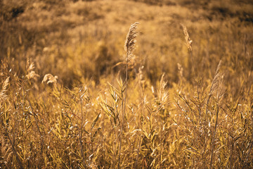 golden wheat field at sunset