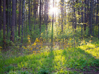 Fototapeta premium The sun shines through the forest at sunset