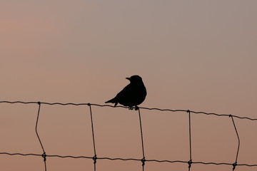 Silhouette picture of a common blackbird in the soft glow of twilight