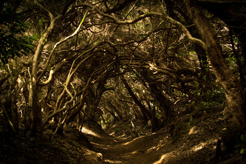 Fototapeta premium mistery forest 2