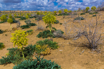 Ferula assa-foetida growing at Kyzylkum Desert in Uzbekistan