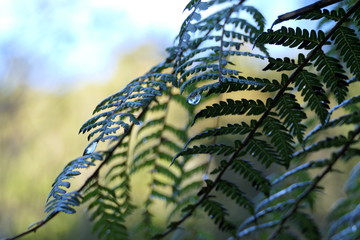 Glittering big dewdrop is the only one still holding on to a fern plant