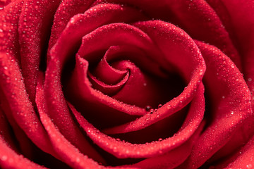 Close-up of the petals of a rose with water drops taken with a macro lens